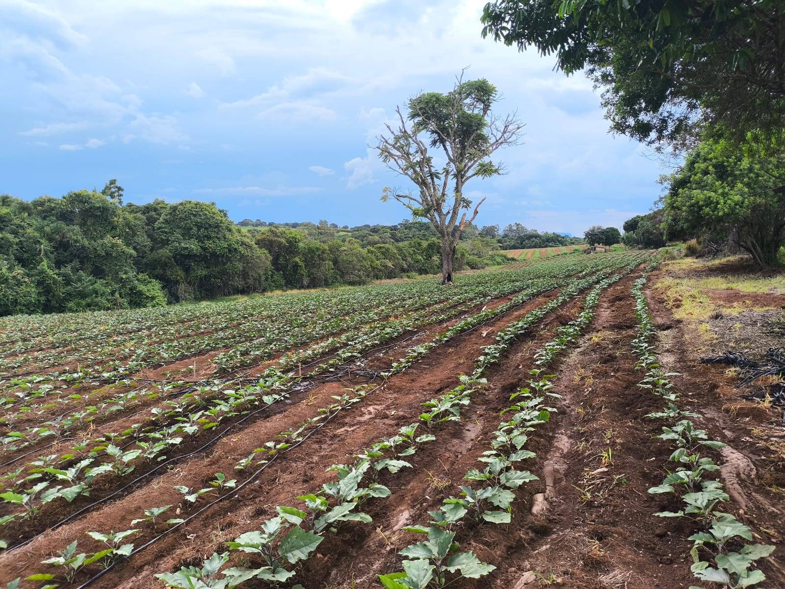#FZ1600 - Fazenda para Venda em Monte Santo de Minas - MG