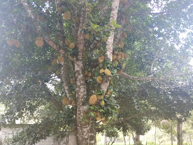 #TR1182 - Terreno para Venda em Igaratá - SP - 3